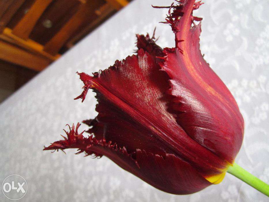 Bulbi de lalele -MIX circumferinta 12/13/14; 10/11; 7/8