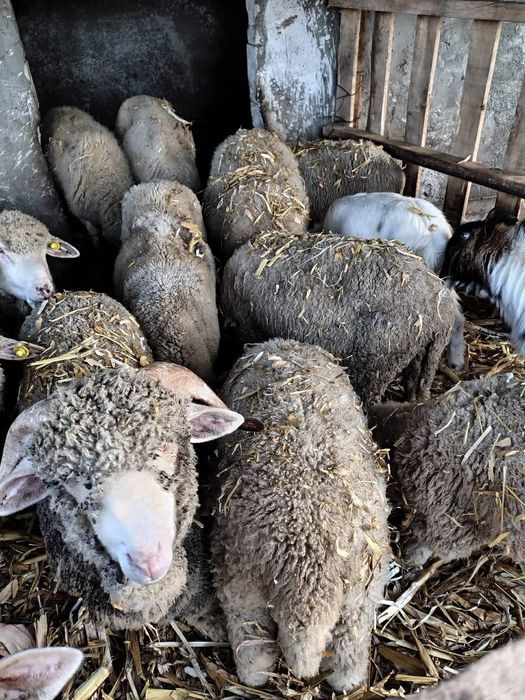 Vând 9 oi gestante și 2 capre