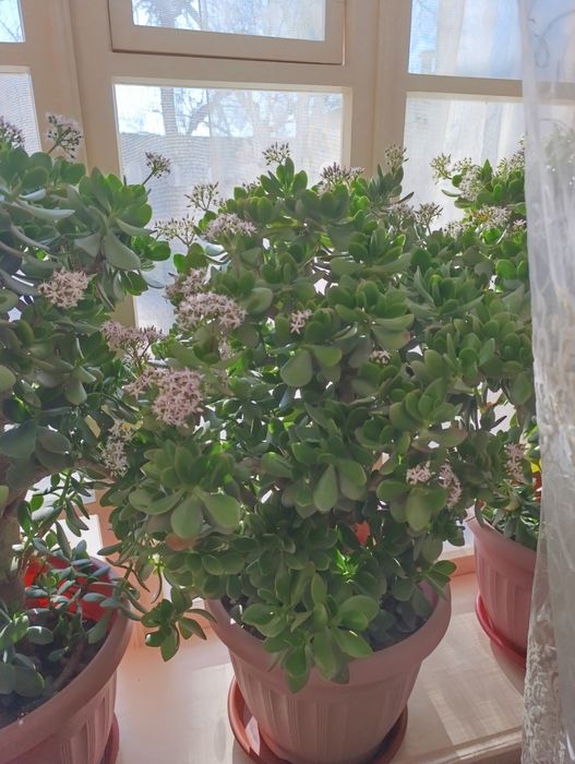 Dollar gullar, Доллар цветы