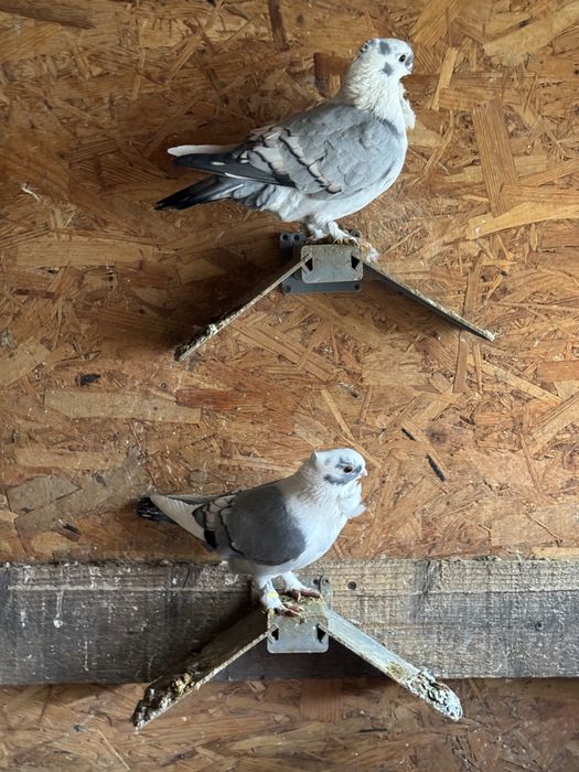 Vand porumbei misirli