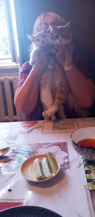 Отдам котят даром