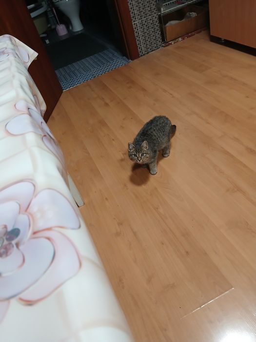 Отдам котенка в хорошие руки