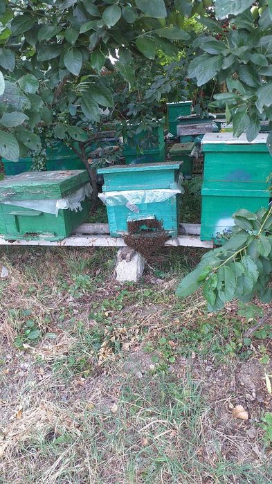 Familii de albine