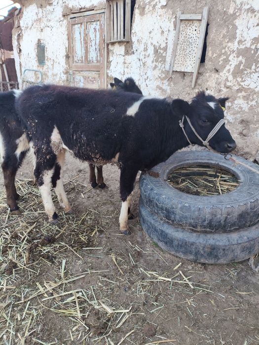 2 бұзау 1 бұқа 1 ұрғашы