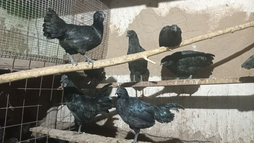 Продам чёрных кур, Аям Цемани