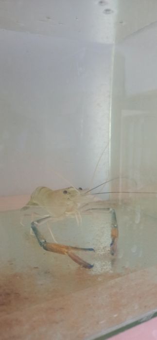 Креветки Розенберг самые крупные