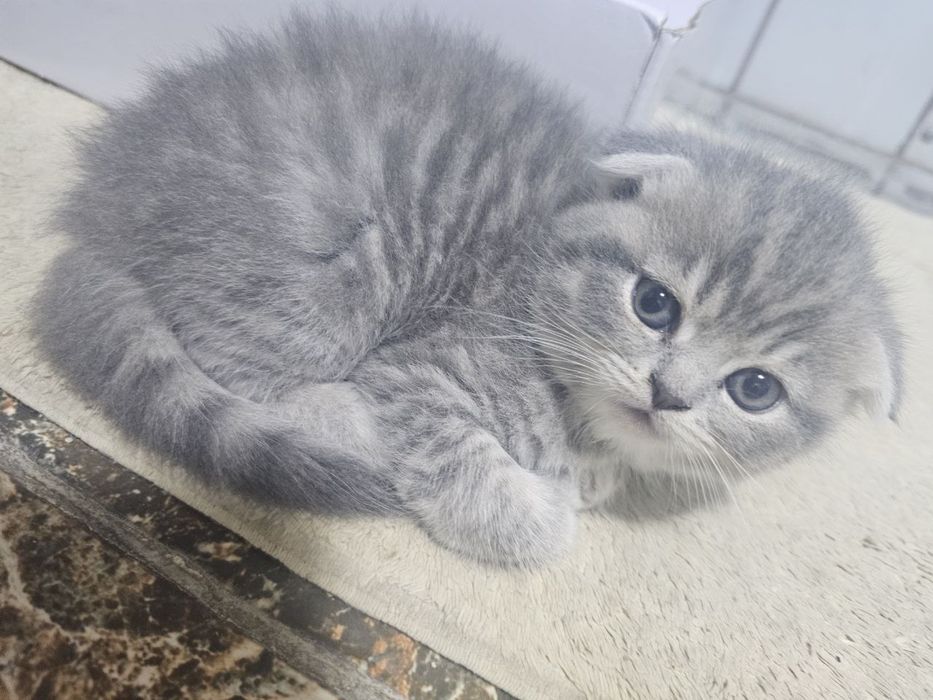 Тозза Падоралик мишик