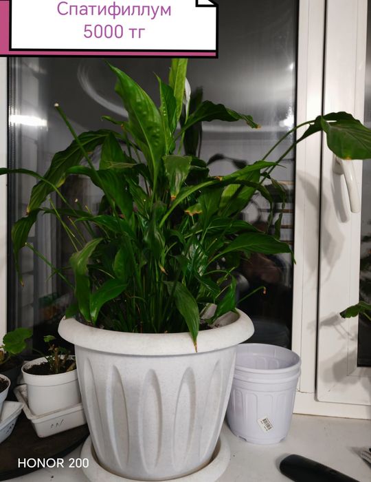 Гүлдер сатылады/цветы продаются