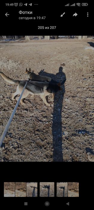 Продаются щенятаь