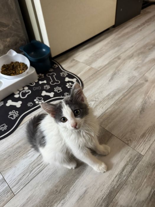 Котята домашние маленькие