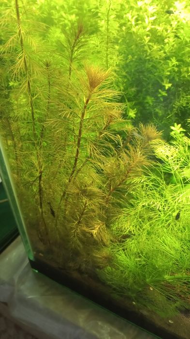 Аквариумные растения .