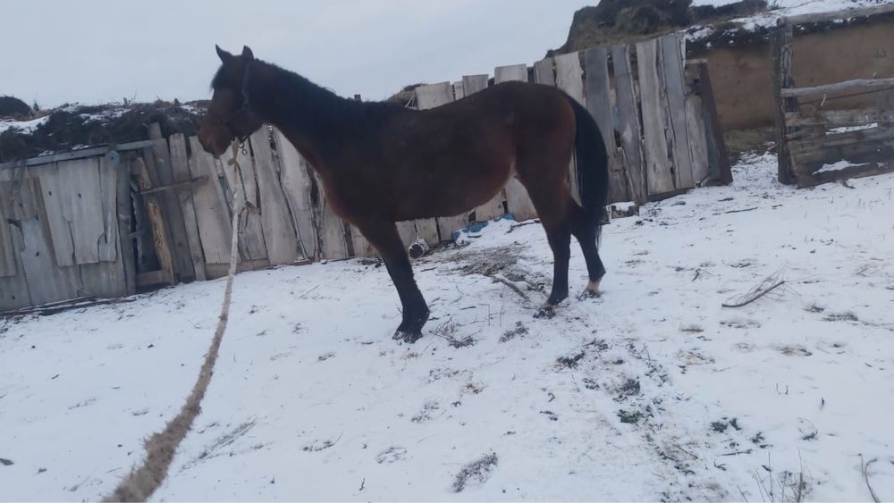 Высококровный лощадь