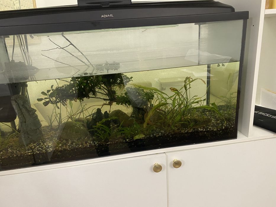 Аквариумистика.Аквариум Алматы.