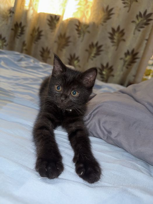 Отдам котенка в хоршие руки , девочка