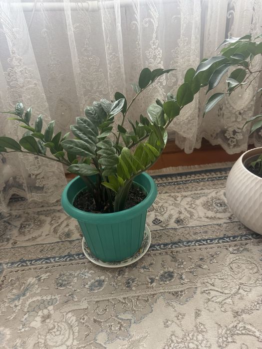 Продам доллоровое дерево, замиокулькас