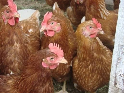Продам домашних кур и петухов.