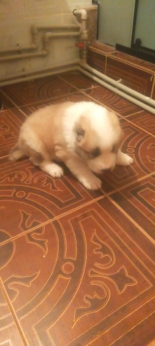 Продам щенка Алабая месяц ей сучка