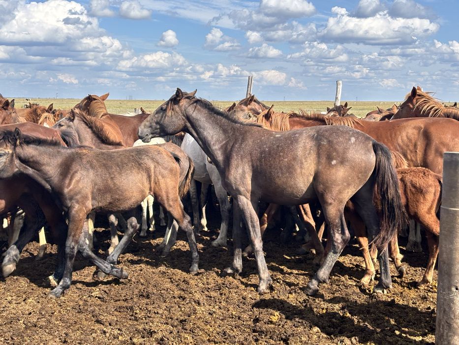 Жылқы сатылады..