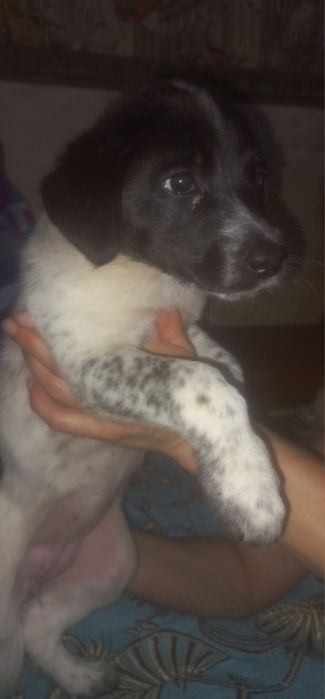 Щенки в добрые руки