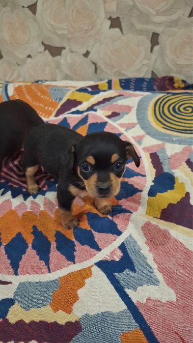 Щеночки той терьера