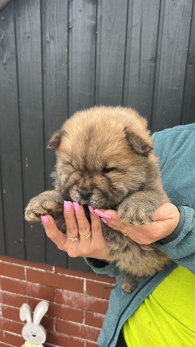 Chow chow cățel