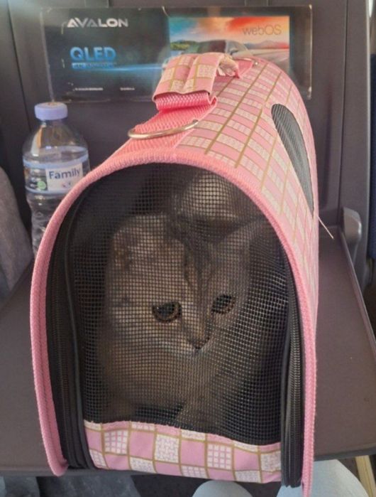 Британская Шиншилла