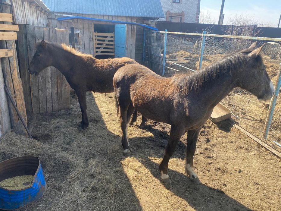 Продам 2 жеребчика