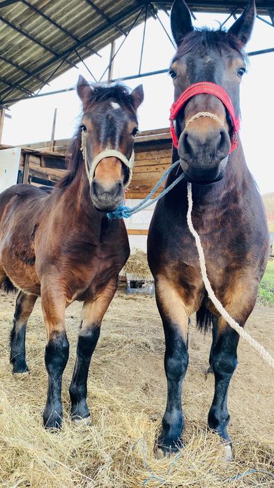 Vand manza de 5 luni