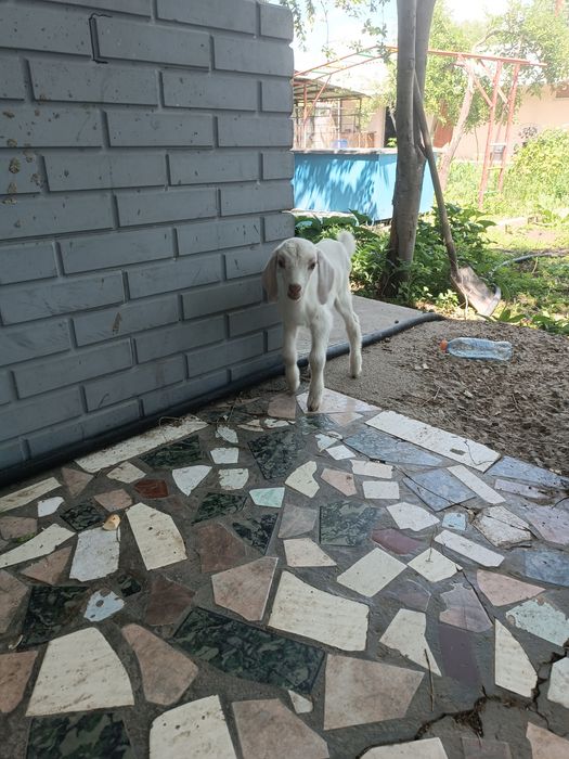 Продам нуби ургашы лактар еркек лак бар