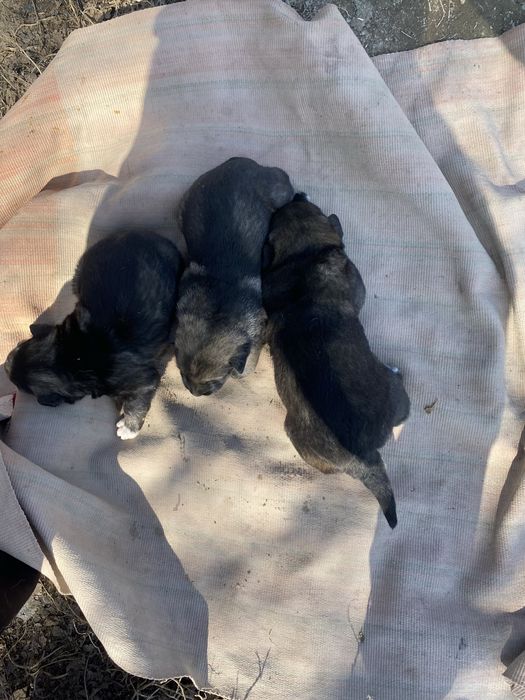 Овчарка кушыктеры