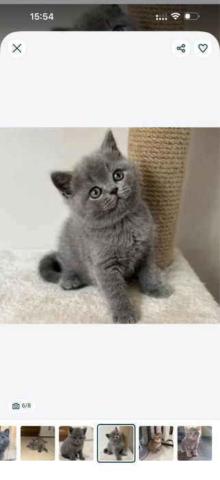 Продам котенка британец