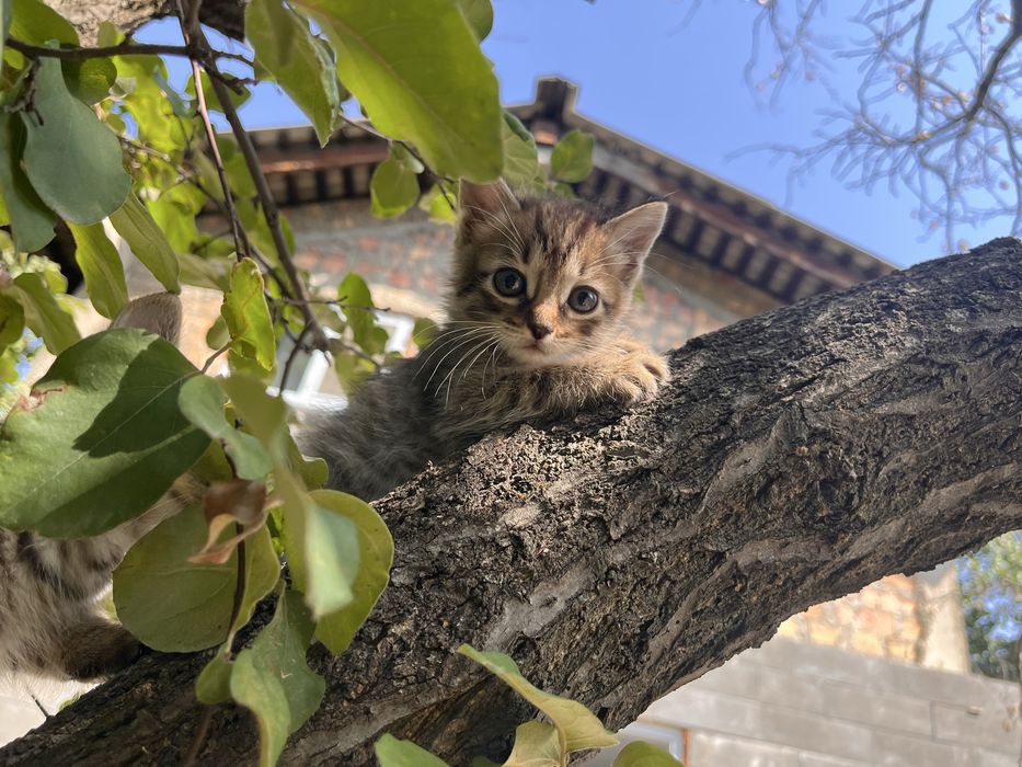 Отдам милых котят в добрые руки!