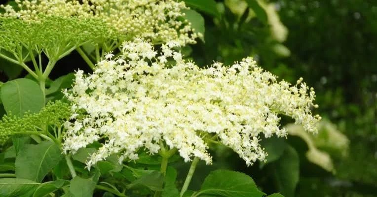 Floare de soc proaspata si uscata