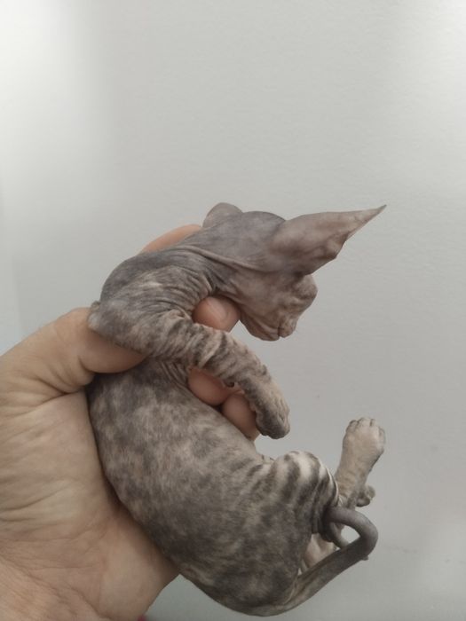 Породистая кошка донский сфинкс