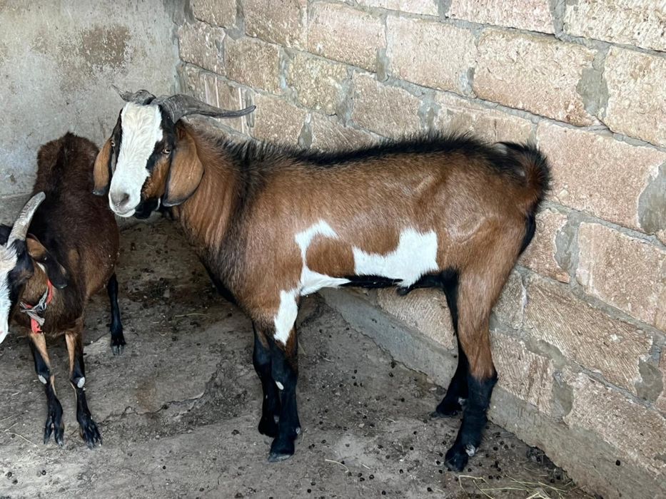 Породистые козы продается