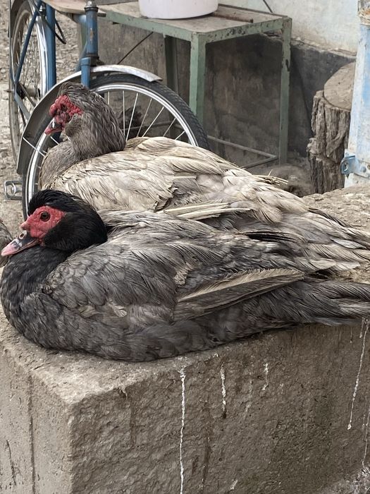 Мускусные утки (индоутки )