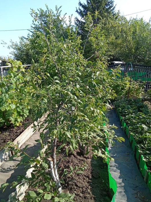 Продам дачу с 1 сентября
