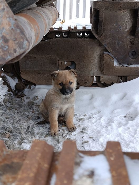 Отдам красивых щенков