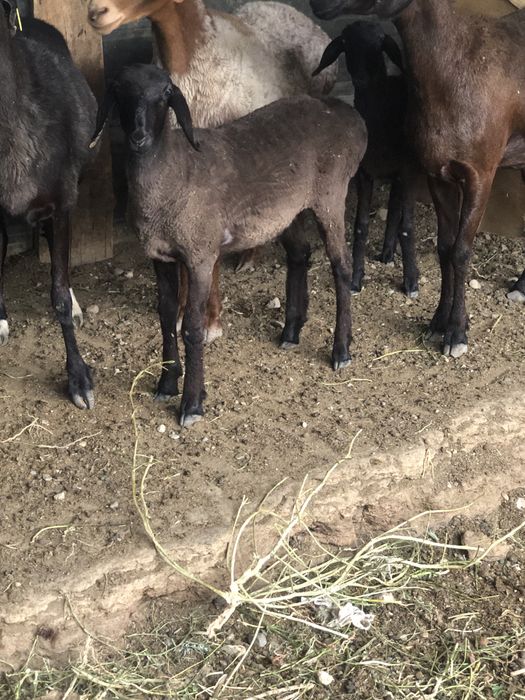 Семіз токтылар сатылад