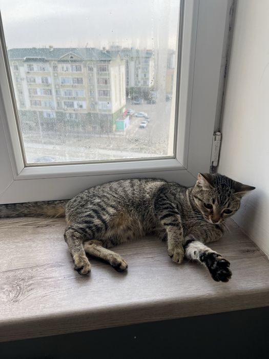 Кошечка в добрые руки