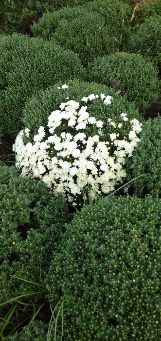 Xrzantema gullari sotiladi