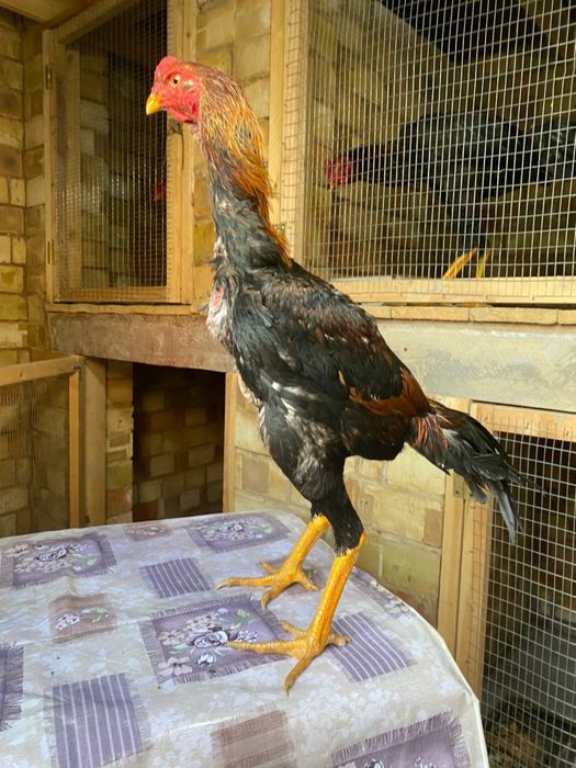 Dakan xoroz sotiladi