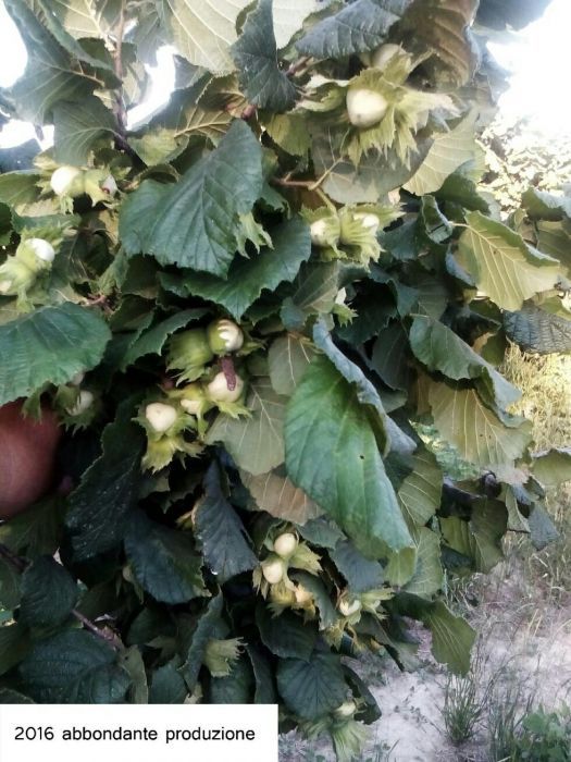 Puieti de alun certificati