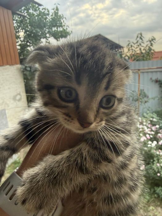Отдам котят срочно