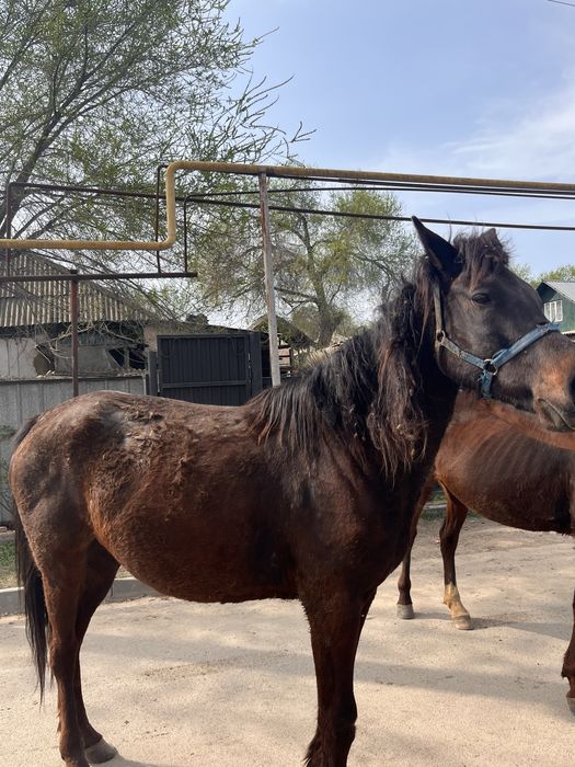 Продам кабыл, жеребят