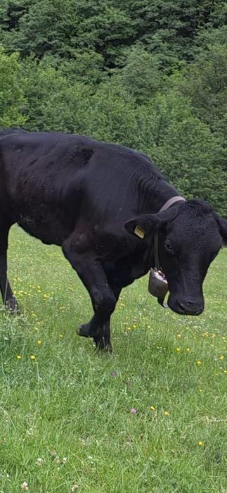 Juninca angus de vanzare