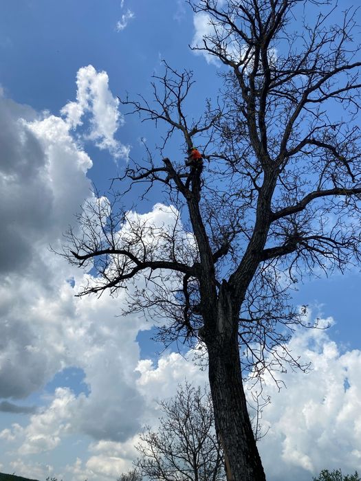 Toaletari / doborari copaci periculosi