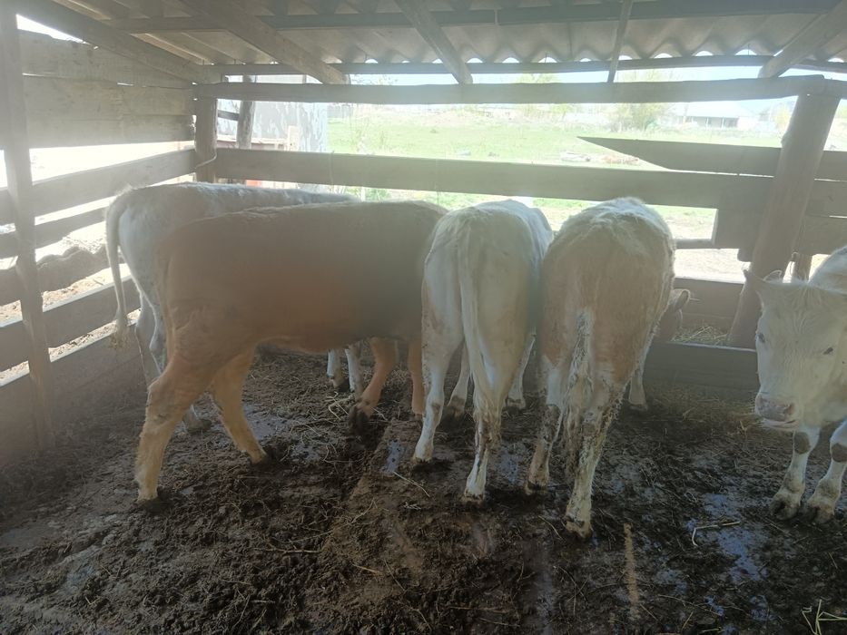 қашарлар сатылады