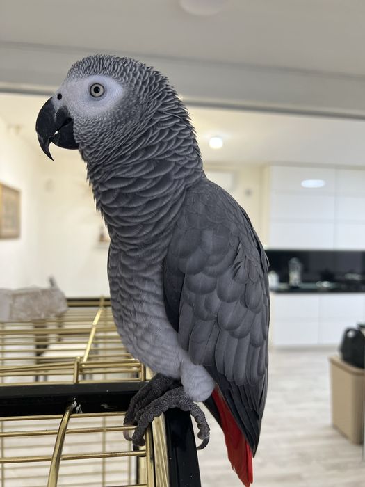 Продам попугая жако мальчик