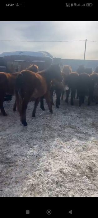 Продам жеребят .